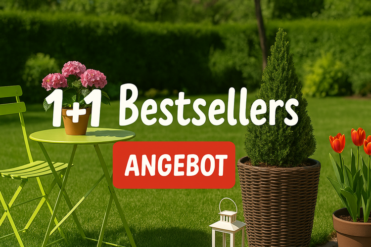 1+1 Bestseller