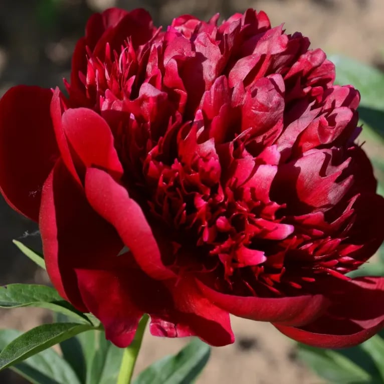 🌺THE QUEEN OF FLOWERS—DOUBLE PETALED PIANI Zorenza