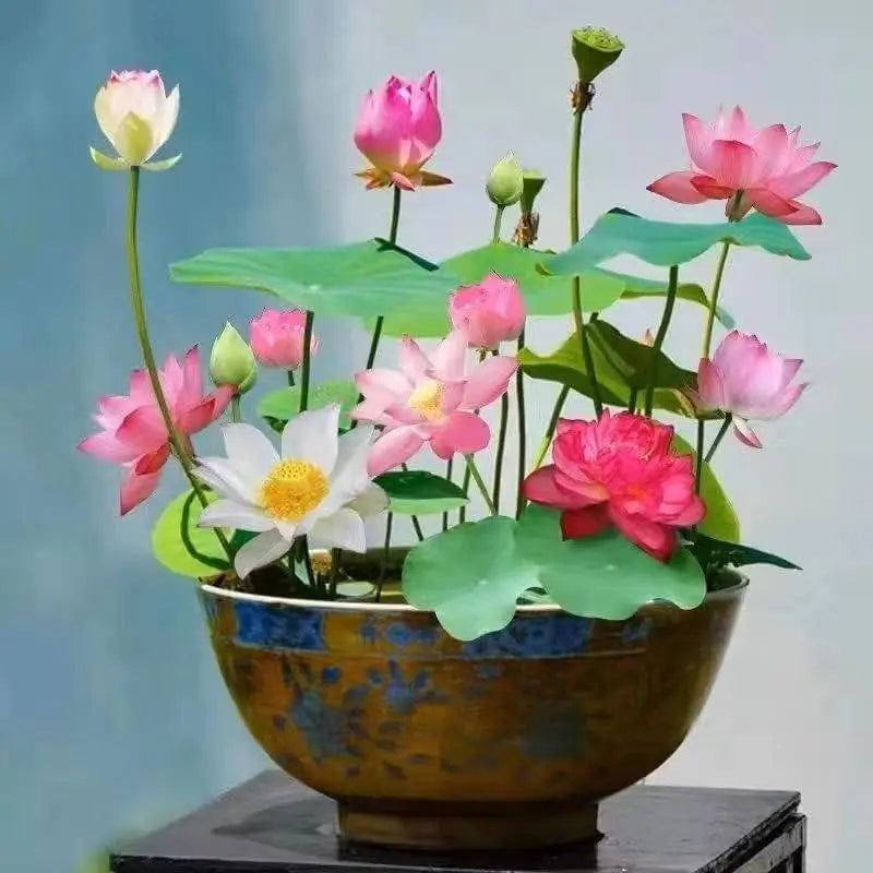 10 Stk. Bunte Bonsai-Lotus-Samen – Lebendig & Leicht zu Züchten Zorenza