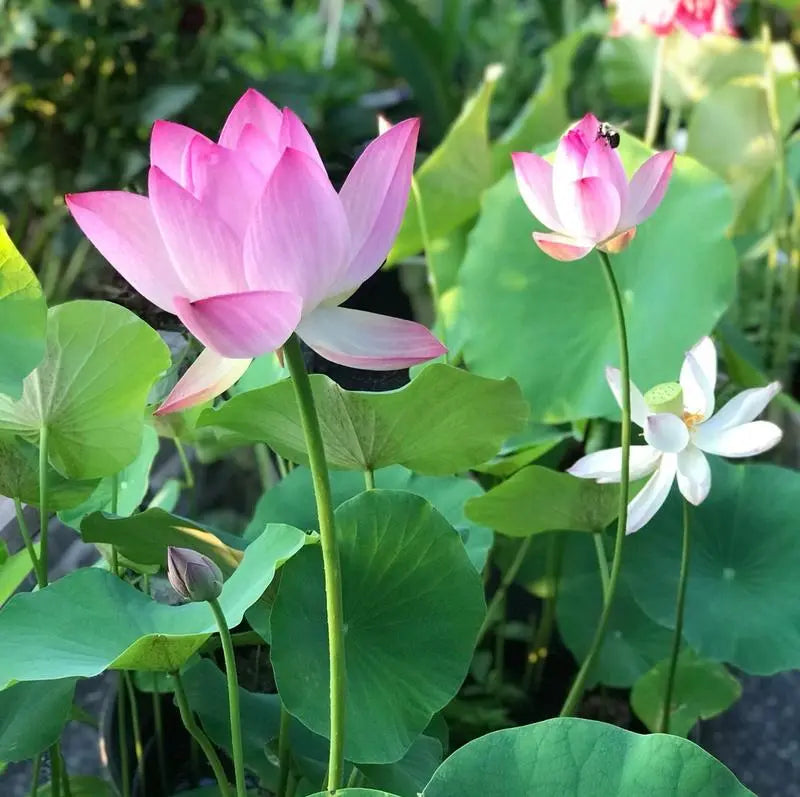 10 Stk. Bunte Bonsai-Lotus-Samen – Lebendig & Leicht zu Züchten Zorenza