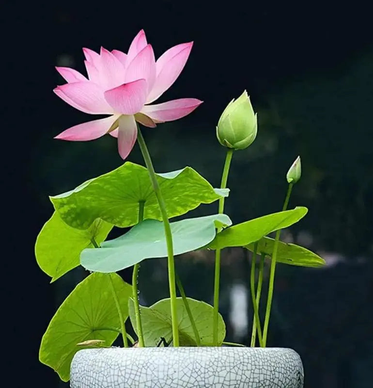10 Stk. Bunte Bonsai-Lotus-Samen – Lebendig & Leicht zu Züchten Zorenza