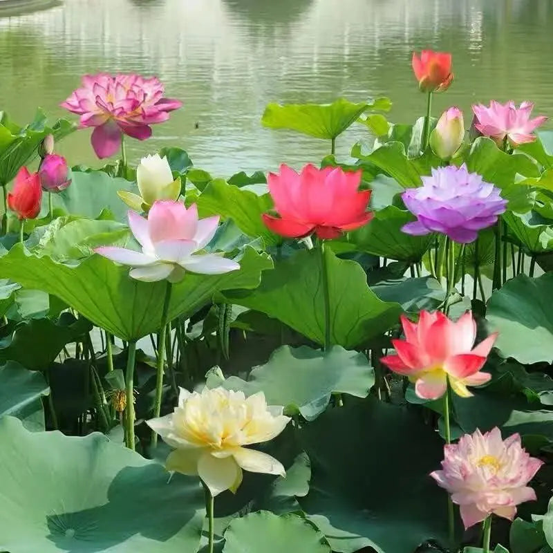 10 Stk. Bunte Bonsai-Lotus-Samen – Lebendig & Leicht zu Züchten Zorenza