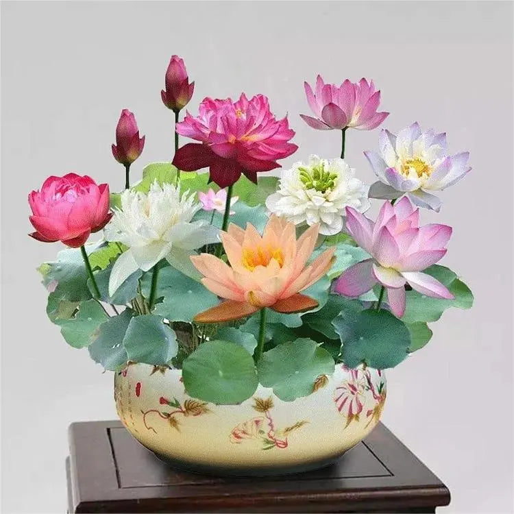 10 Stk. Bunte Bonsai-Lotus-Samen – Lebendig & Leicht zu Züchten Zorenza