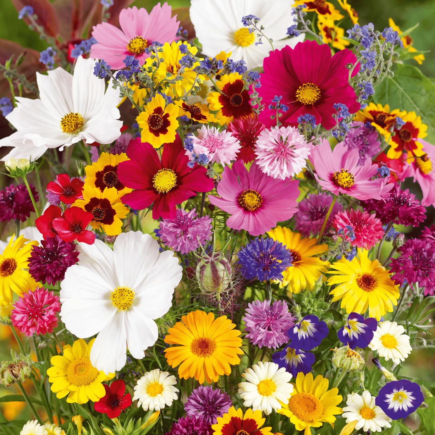 1000 Samen Mehrjährige Blumenmischung – 60+ Sorten für ganzjährige Blüten Zorenza