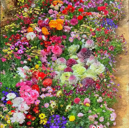 1000 Samen Mehrjährige Blumenmischung – 60+ Sorten für ganzjährige Blüten Zorenza