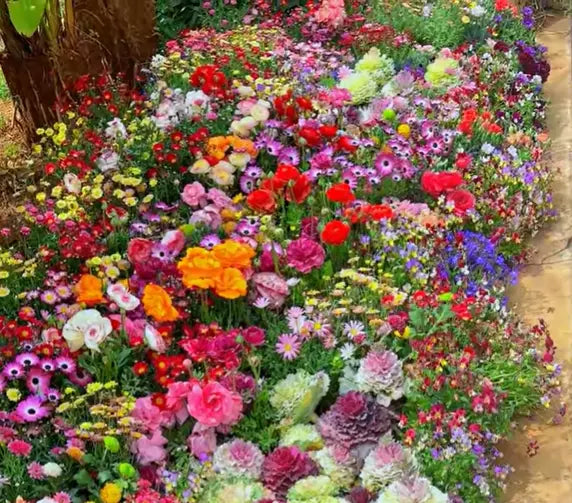1000 Samen Mehrjährige Blumenmischung – 60+ Sorten für ganzjährige Blüten Zorenza