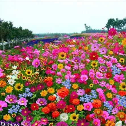1000 Samen Mehrjährige Blumenmischung – 60+ Sorten für ganzjährige Blüten Zorenza