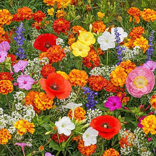 1000 Samen Mehrjährige Blumenmischung – 60+ Sorten für ganzjährige Blüten Zorenza