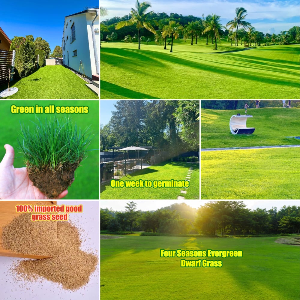 🔥 🌱 Evergreen dwarf grass seed for four seasons🌾 | Create your perfect lawn here🌼 Zorenza