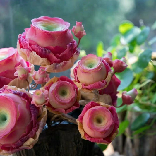 🌱🌹Mountain Rose: Beauty That Never Fades, Even for Newbie Blades!"🌺 Zorenza