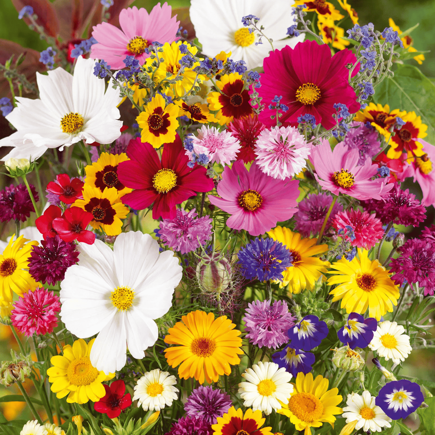 1000 Samen Mehrjährige Blumenmischung – 60+ Sorten für ganzjährige Blüten Zorenza