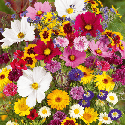 1000 Samen Mehrjährige Blumenmischung – 60+ Sorten für ganzjährige Blüten Zorenza