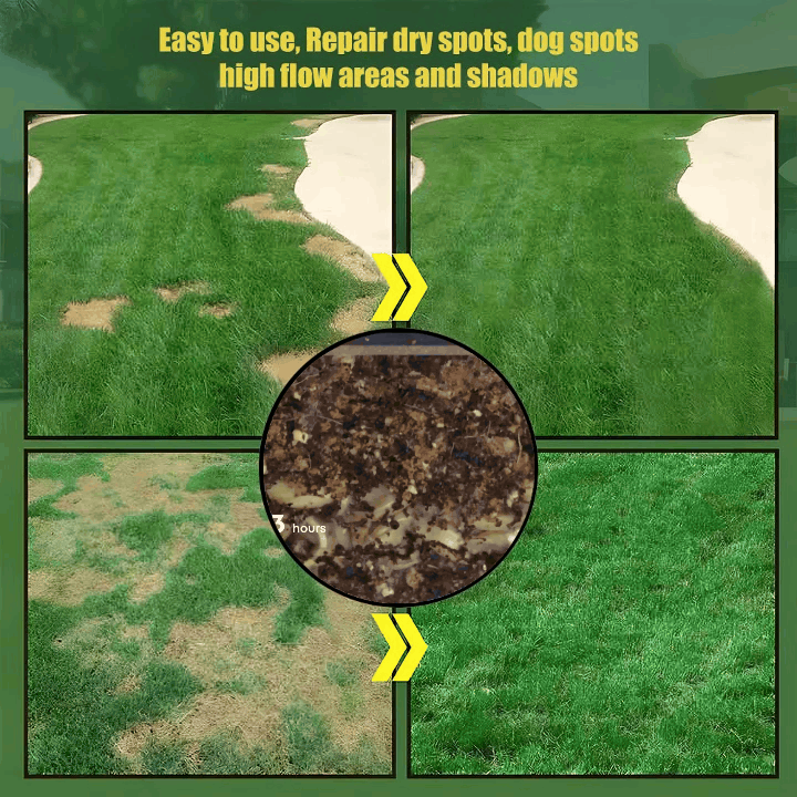 🔥 🌱 Evergreen dwarf grass seed for four seasons🌾 | Create your perfect lawn here🌼 Zorenza