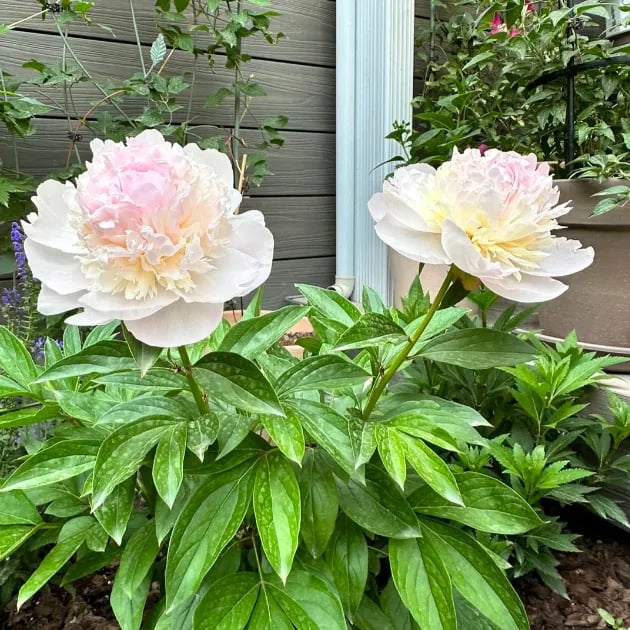 🌺THE QUEEN OF FLOWERS—DOUBLE PETALED PIANI Zorenza