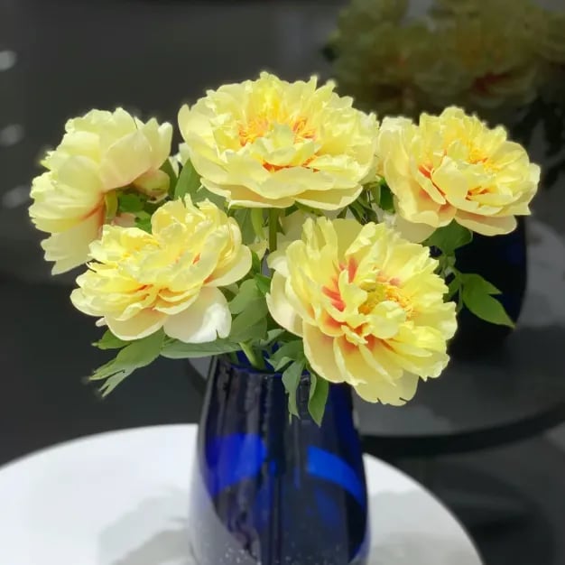 🌺THE QUEEN OF FLOWERS—DOUBLE PETALED PIANI Zorenza