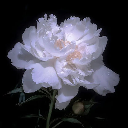 🌺THE QUEEN OF FLOWERS—DOUBLE PETALED PIANI Zorenza