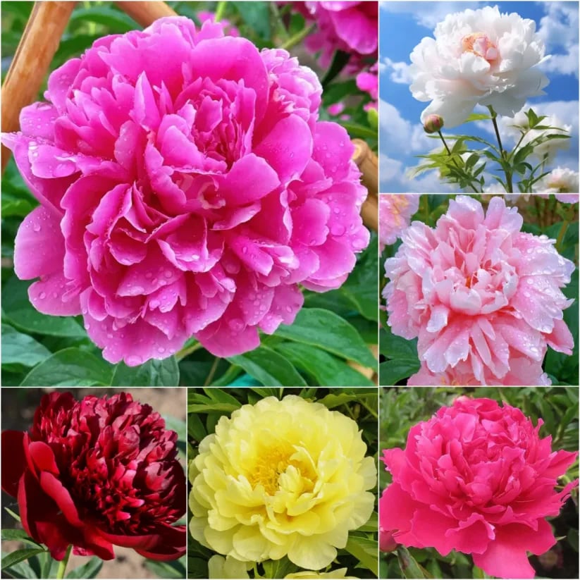 🌺THE QUEEN OF FLOWERS—DOUBLE PETALED PIANI Zorenza
