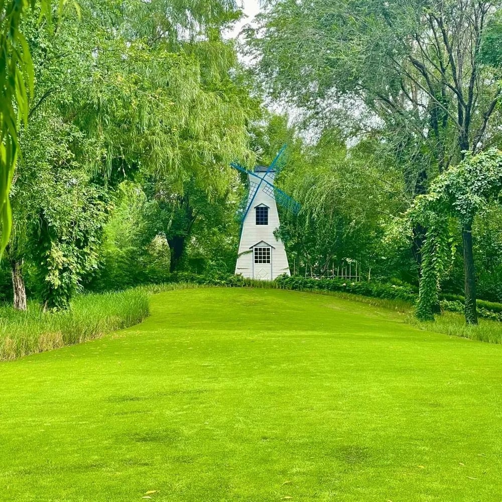 🔥 🌱 Evergreen dwarf grass seed for four seasons🌾 | Create your perfect lawn here🌼 Zorenza