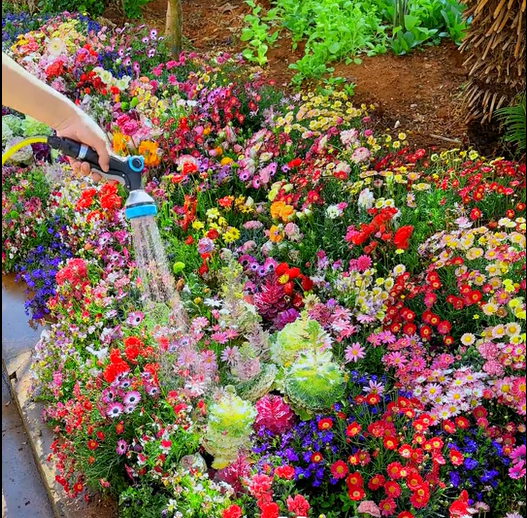1000 Samen Mehrjährige Blumenmischung – 60+ Sorten für ganzjährige Blüten Zorenza