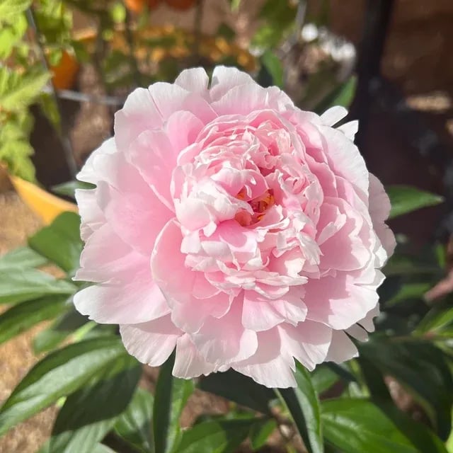 🌺THE QUEEN OF FLOWERS—DOUBLE PETALED PIANI Zorenza