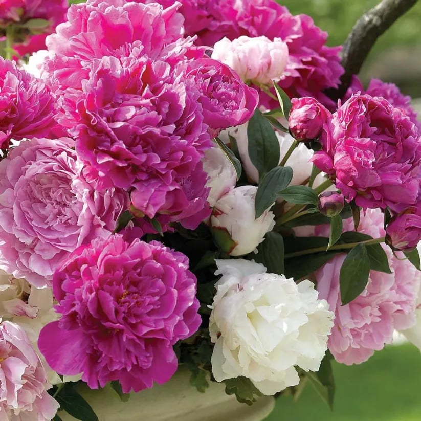 🌺THE QUEEN OF FLOWERS—DOUBLE PETALED PIANI Zorenza