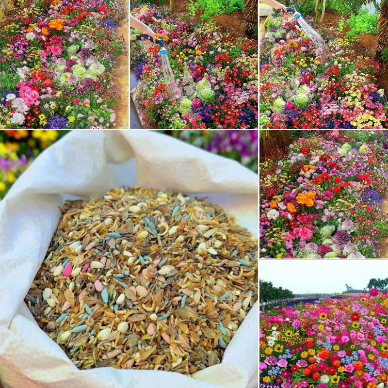 1000 Samen Mehrjährige Blumenmischung – 60+ Sorten für ganzjährige Blüten Zorenza