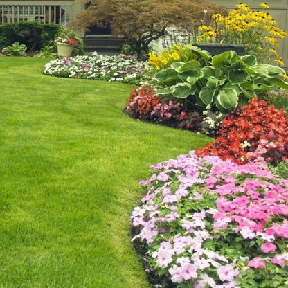 🔥 🌱 Evergreen dwarf grass seed for four seasons🌾 | Create your perfect lawn here🌼 Zorenza