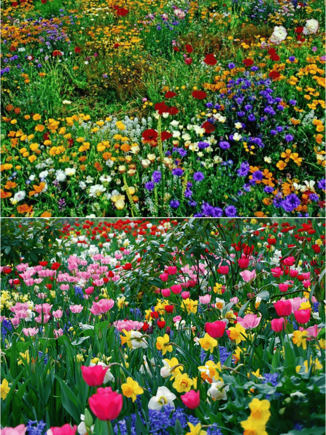 1000 Samen Mehrjährige Blumenmischung – 60+ Sorten für ganzjährige Blüten Zorenza