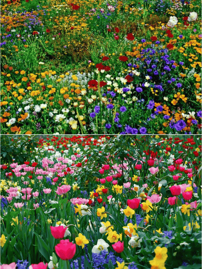 1000 Samen Mehrjährige Blumenmischung – 60+ Sorten für ganzjährige Blüten Zorenza