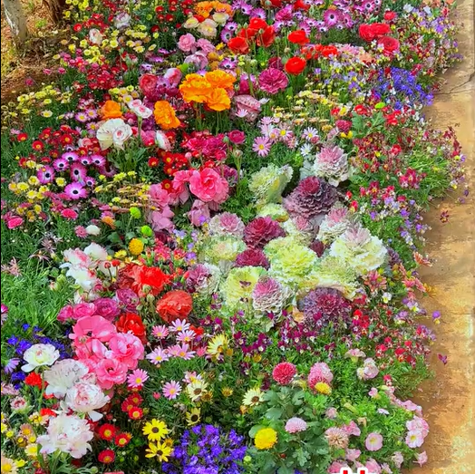1000 Samen Mehrjährige Blumenmischung – 60+ Sorten für ganzjährige Blüten Zorenza