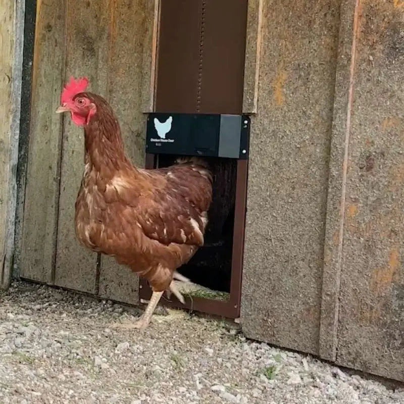 Chicken Door™ – Automatische Hühnerstalltür mit Lichtsensor Zorenza