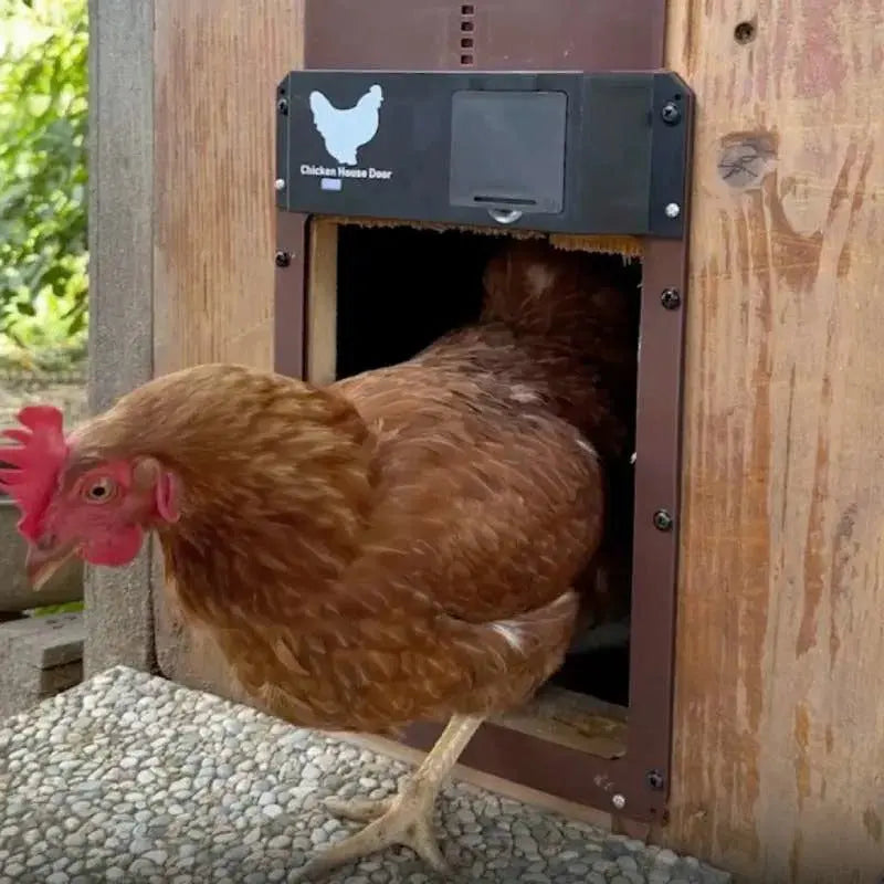 Chicken Door™ – Automatische Hühnerstalltür mit Lichtsensor Zorenza