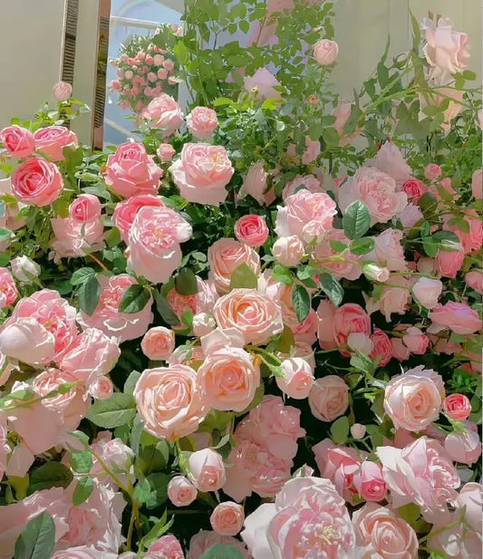 Die Königin der Blumen – Kletterrosensamen Zorenza