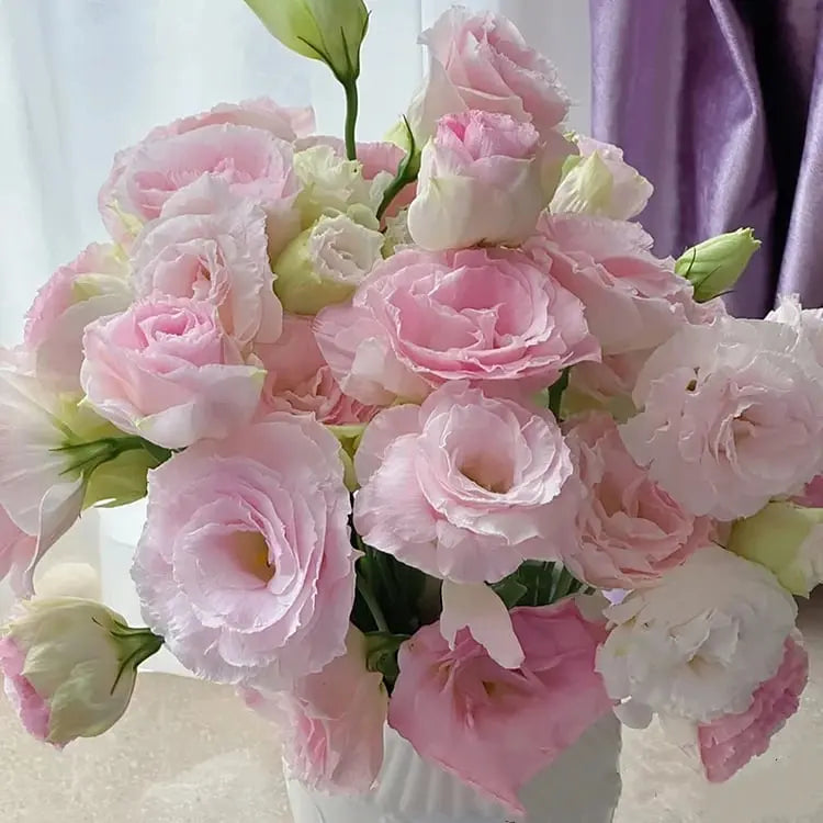 Eustoma Rosensamen – Dornenlose Schönheit für Ihren Garten Zorenza