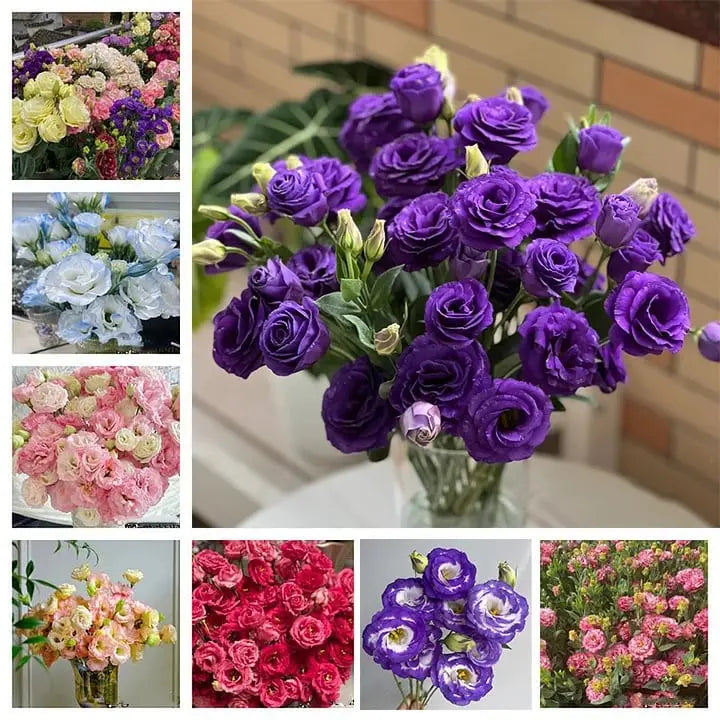 Eustoma Rosensamen – Dornenlose Schönheit für Ihren Garten Zorenza
