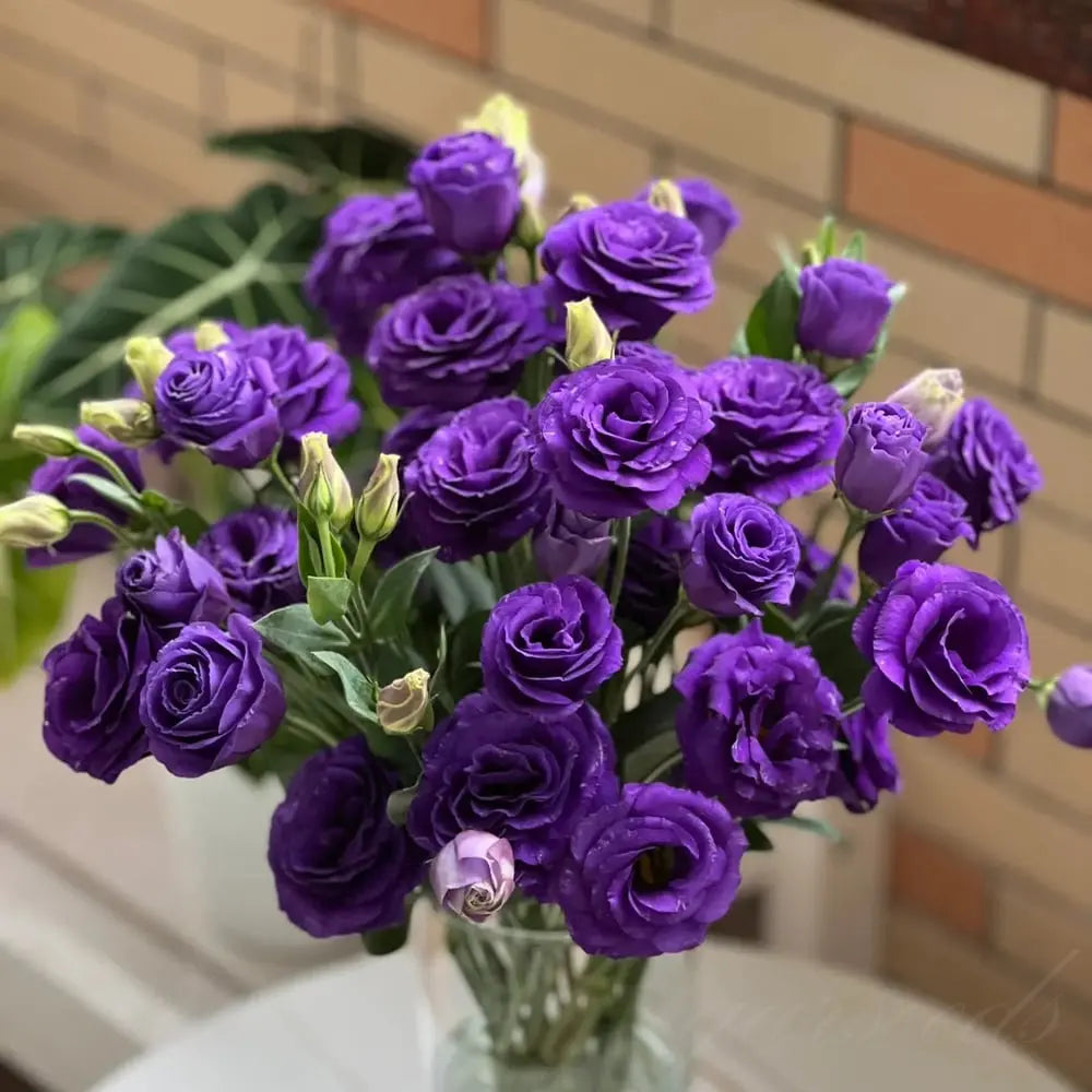 Eustoma Rosensamen – Dornenlose Schönheit für Ihren Garten Zorenza