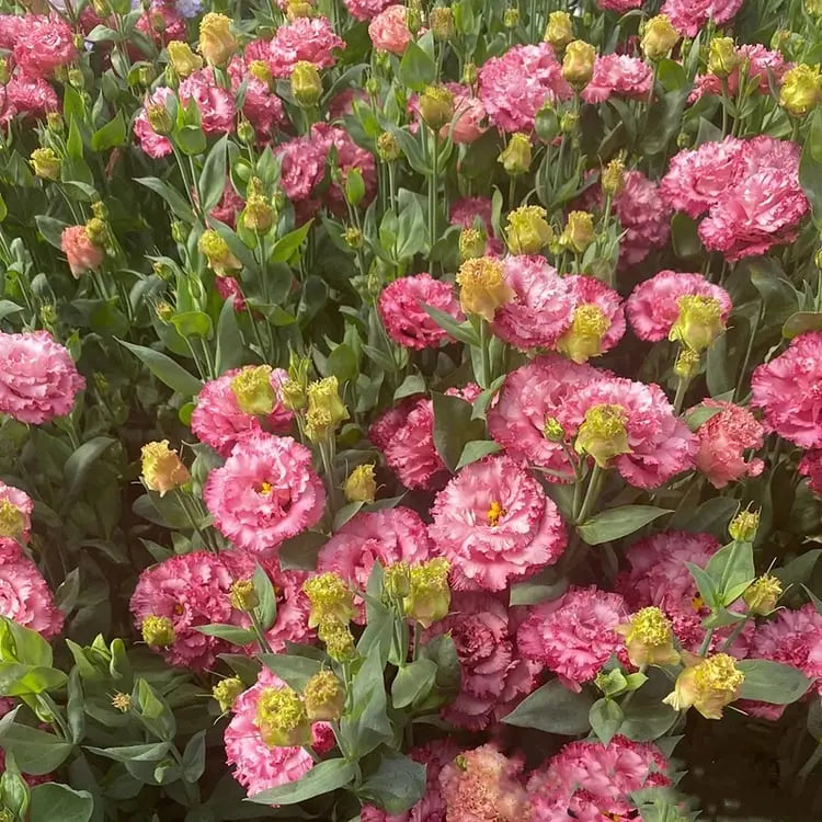 Eustoma Rosensamen – Dornenlose Schönheit für Ihren Garten Zorenza
