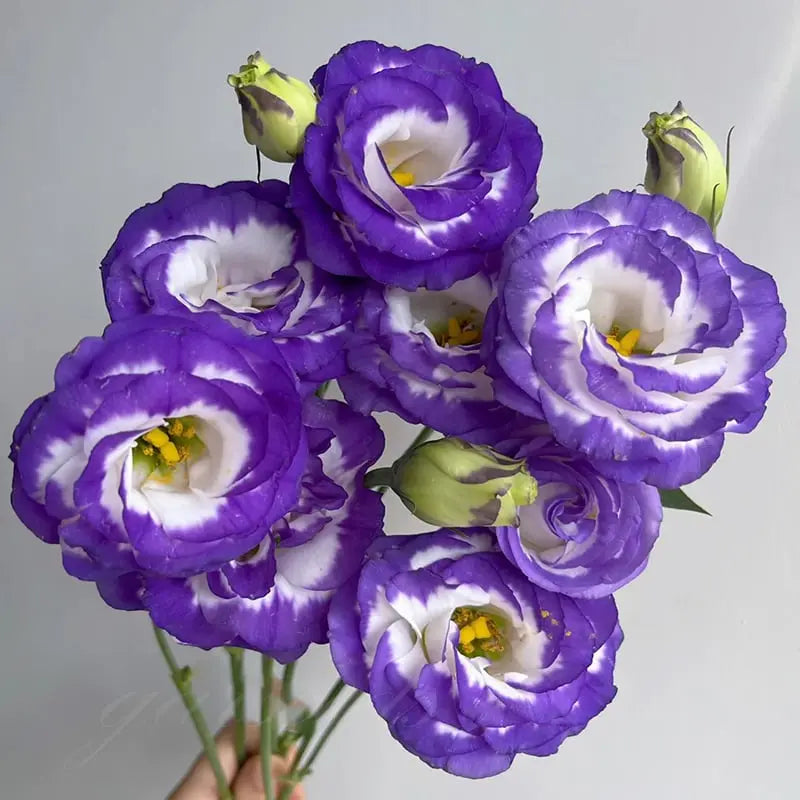Eustoma Rosensamen – Dornenlose Schönheit für Ihren Garten Zorenza