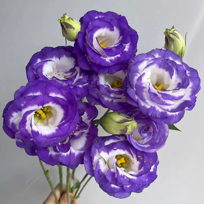 Eustoma Rosensamen – Dornenlose Schönheit für Ihren Garten Zorenza