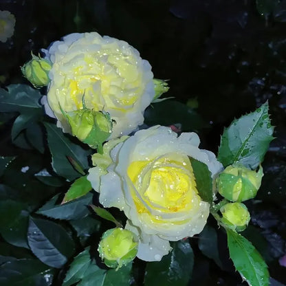 Eustoma Rosensamen – Dornenlose Schönheit für Ihren Garten Zorenza