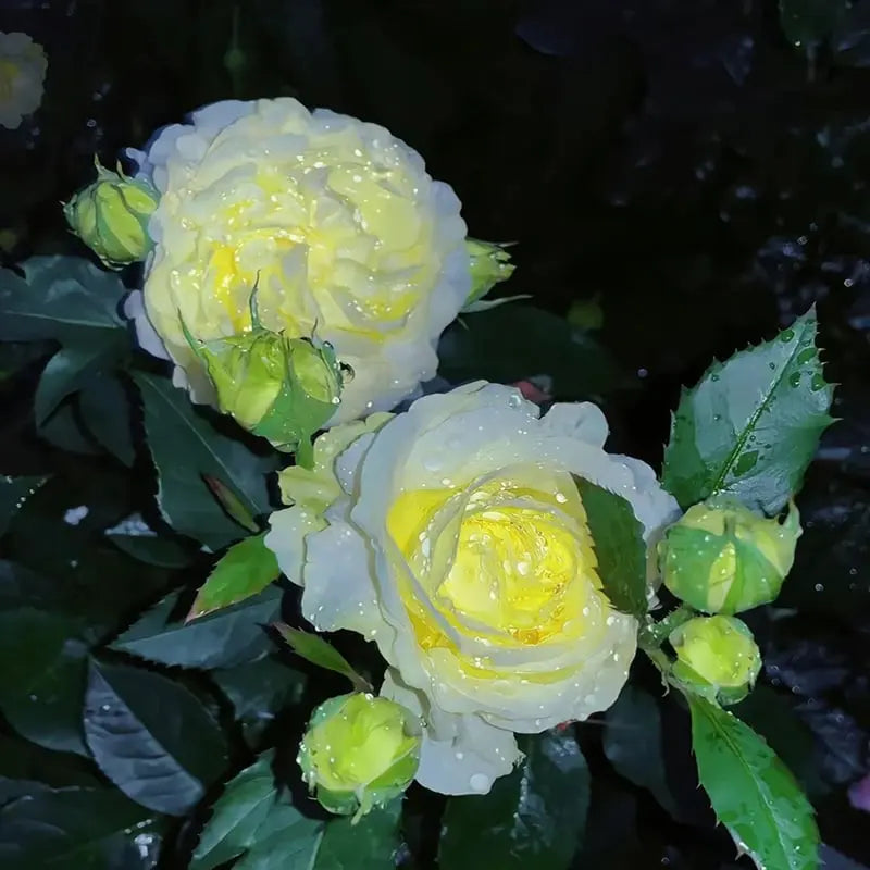 Eustoma Rosensamen – Dornenlose Schönheit für Ihren Garten Zorenza