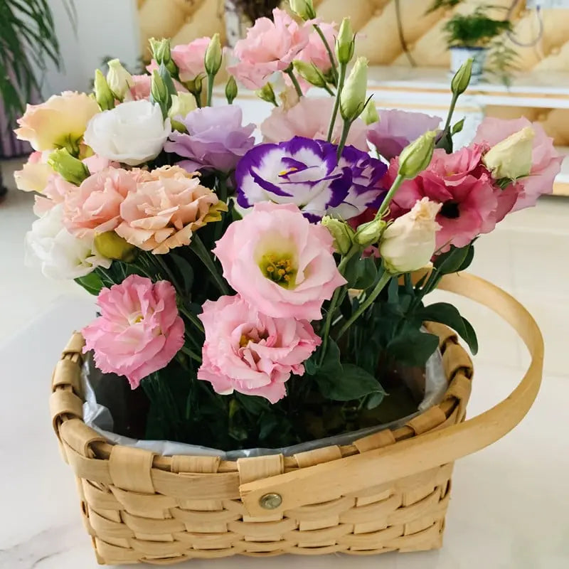 Eustoma Rosensamen – Dornenlose Schönheit für Ihren Garten Zorenza