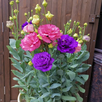 Eustoma Rosensamen – Dornenlose Schönheit für Ihren Garten Zorenza