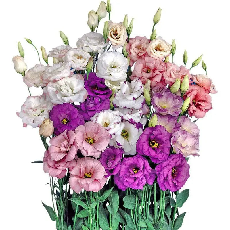 Eustoma Rosensamen – Dornenlose Schönheit für Ihren Garten Zorenza