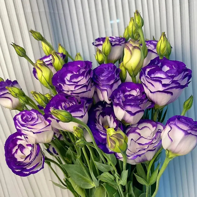 Eustoma Rosensamen – Dornenlose Schönheit für Ihren Garten Zorenza