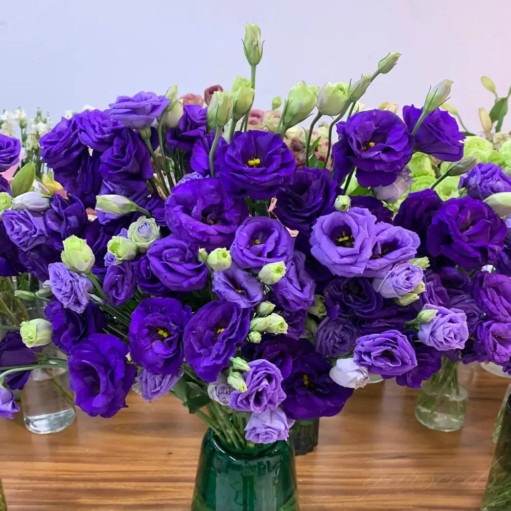 Eustoma Rosensamen – Dornenlose Schönheit für Ihren Garten Zorenza