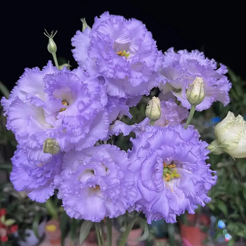 Eustoma Rosensamen – Dornenlose Schönheit für Ihren Garten Zorenza