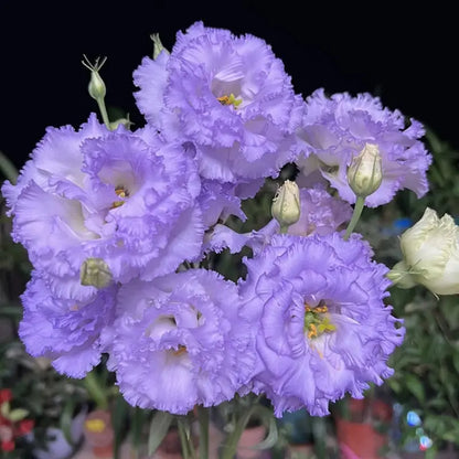 Eustoma Rosensamen – Dornenlose Schönheit für Ihren Garten Zorenza