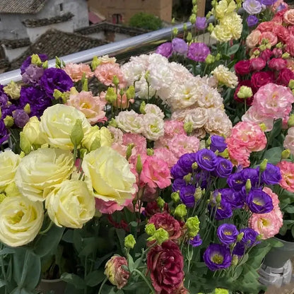 Eustoma Rosensamen – Dornenlose Schönheit für Ihren Garten Zorenza