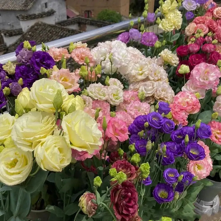 Eustoma Rosensamen – Dornenlose Schönheit für Ihren Garten Zorenza